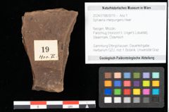 Foto (Objekt + Etikett) von Sphaeria interpungens Heer (NHMW-GEO-2024-0188-0019)